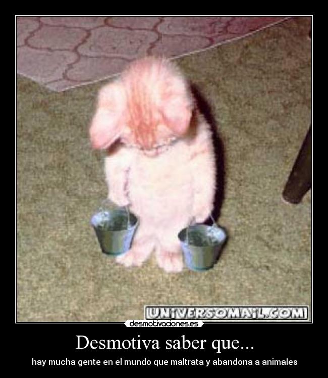 Desmotiva saber que... - hay mucha gente en el mundo que maltrata y abandona a animales