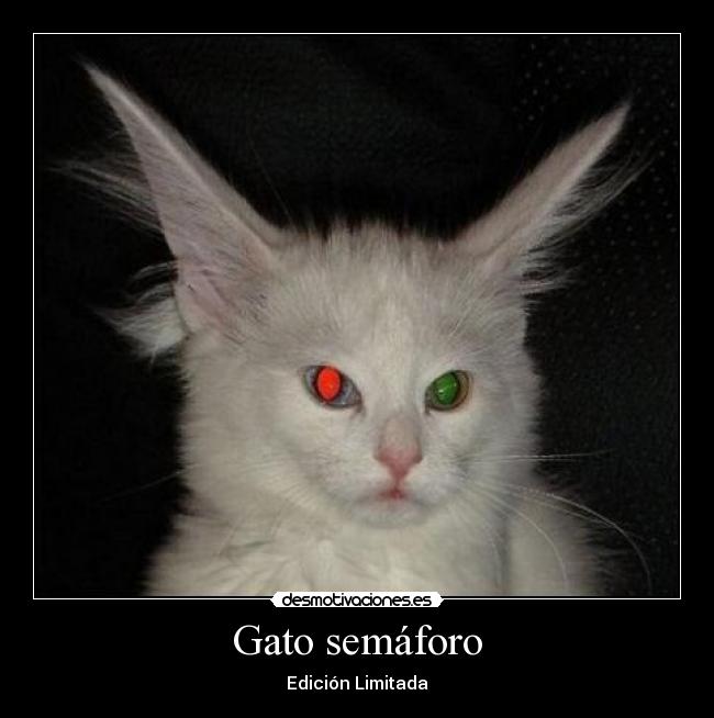 Gato semáforo - Edición Limitada