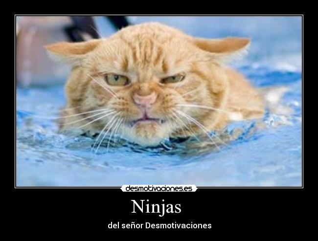 carteles gatosninja desmotivaciones