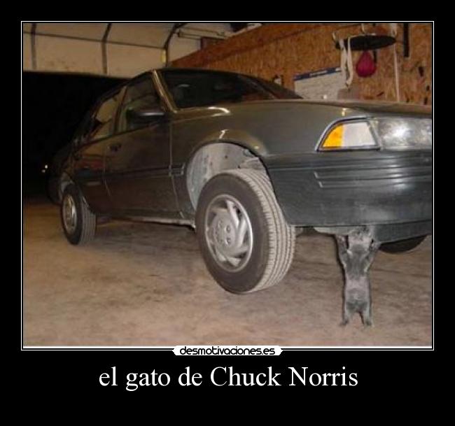el gato de Chuck Norris -