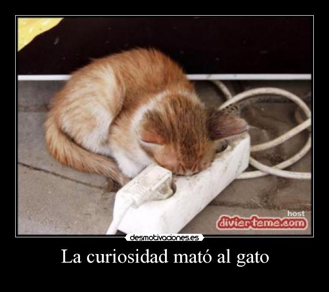 La curiosidad mató al gato - 