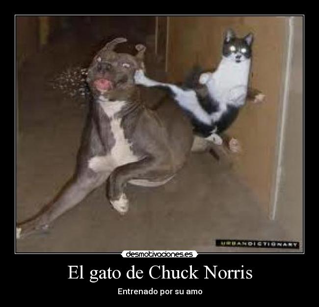 El gato de Chuck Norris - Entrenado por su amo