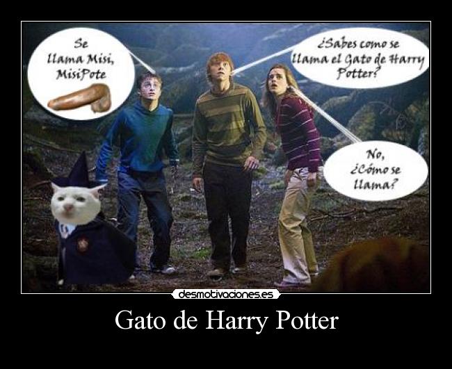 Gato de Harry Potter -