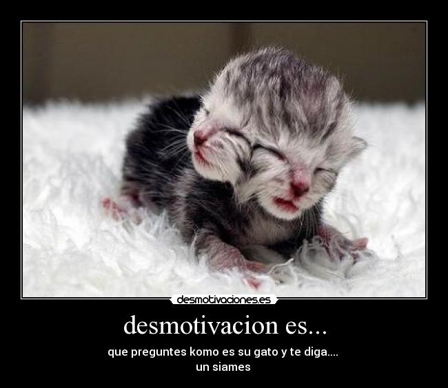 carteles gatos desmotivaciones