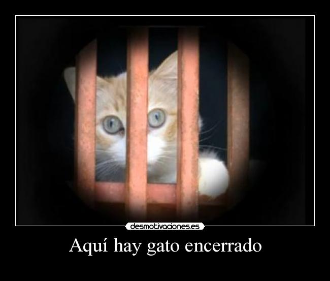 Aquí hay gato encerrado - 