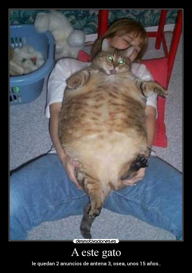 A este gato -