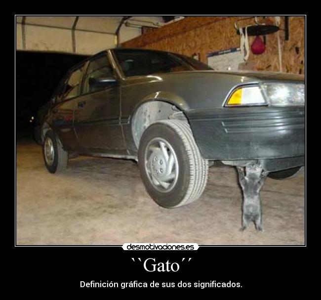 ``Gato´´ -