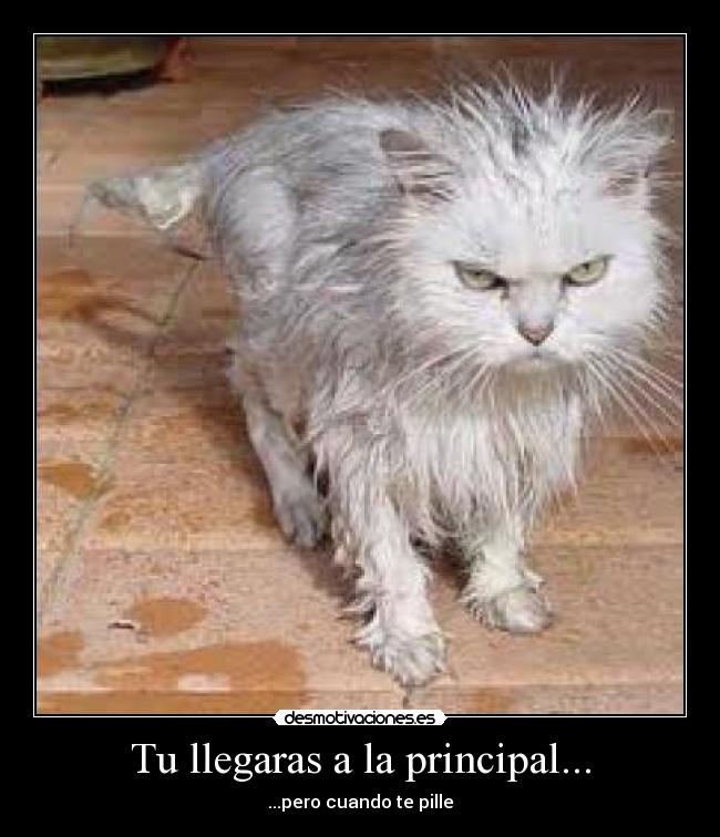 Tu llegaras a la principal... - 