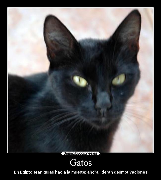 Gatos - En Egipto eran guías hacia la muerte; ahora lideran desmotivaciones