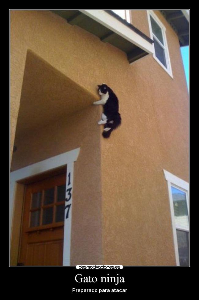 Gato ninja - Preparado para atacar