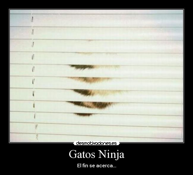 Gatos Ninja -