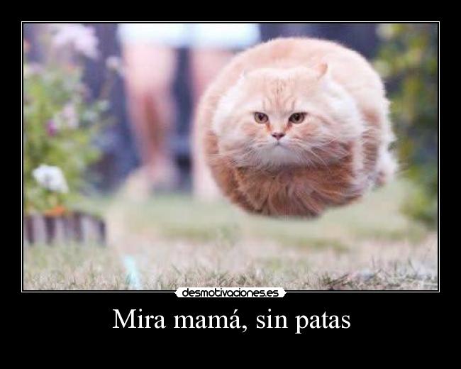 carteles gato volador patas mira mama desmotivaciones