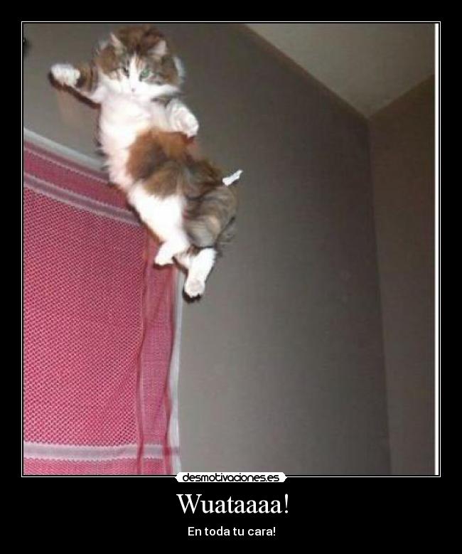 Wuataaaa! - En toda tu cara!