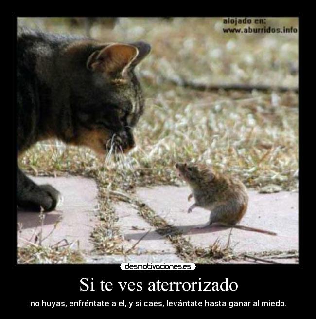 Si te ves aterrorizado - no huyas, enfréntate a el, y si caes, levántate hasta ganar al miedo.