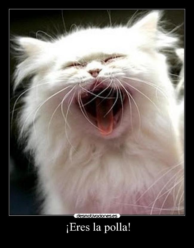 carteles polla desmotivaciones