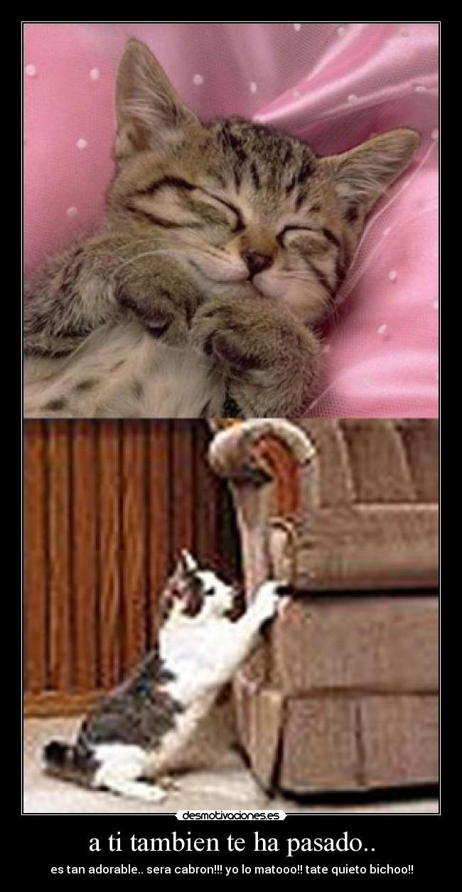 carteles pasado gatos desmotivaciones