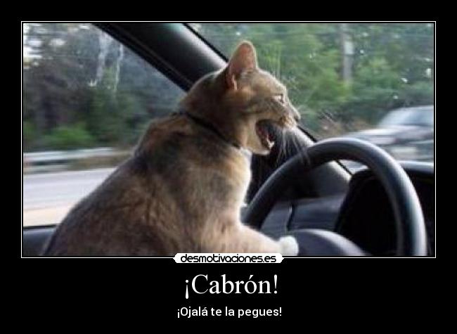 ¡Cabrón! - ¡Ojalá te la pegues!