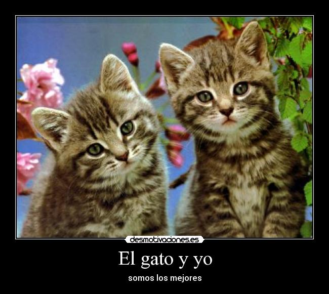El gato y yo -