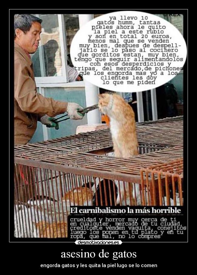 asesino de gatos -