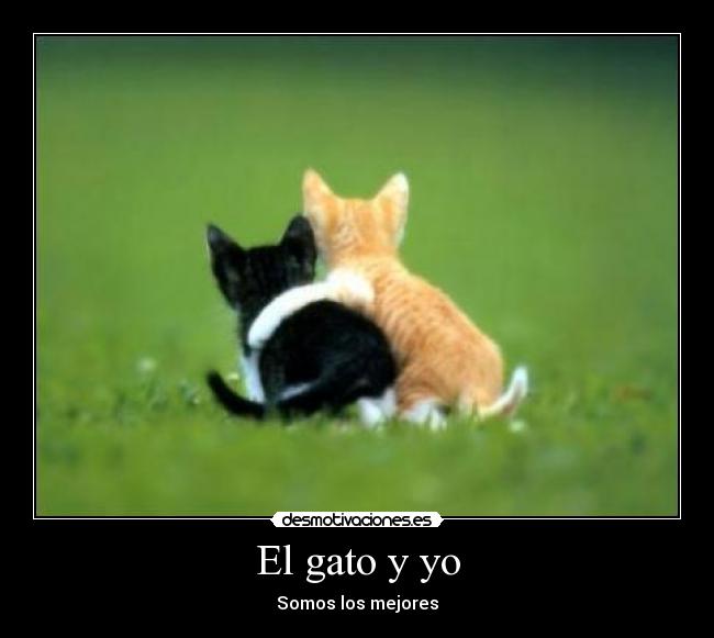 El gato y yo -