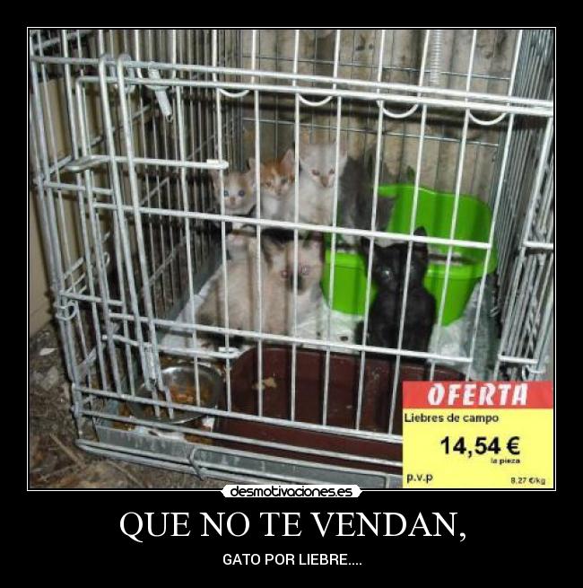 QUE NO TE VENDAN, - GATO POR LIEBRE....