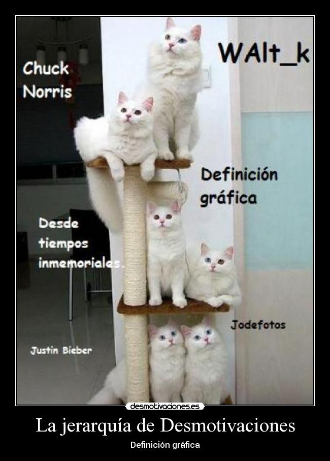 carteles desmotivaciones jerarquia desmotivaciones gatosblanco walt_k desmotivaciones