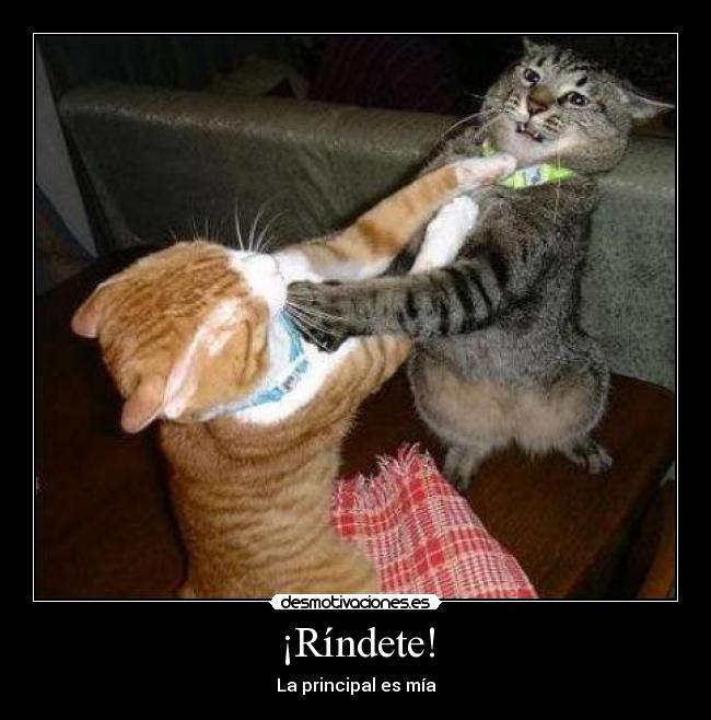 ¡Ríndete! - La principal es mía