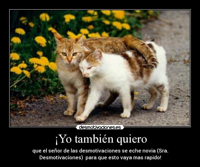 carteles gatos dos senoras senores rapido sra jaja todos ellos aquellos idas desmotivaciones