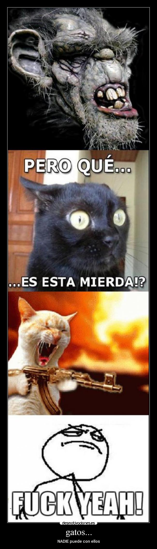 gatos... -