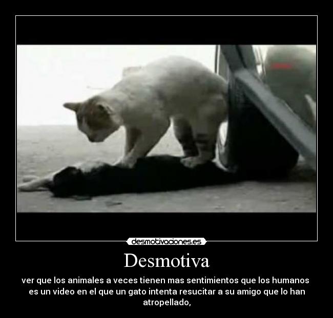 Desmotiva - ver que los animales a veces tienen mas sentimientos que los humanos
es un video en el que un gato intenta resucitar a su amigo que lo han atropellado,