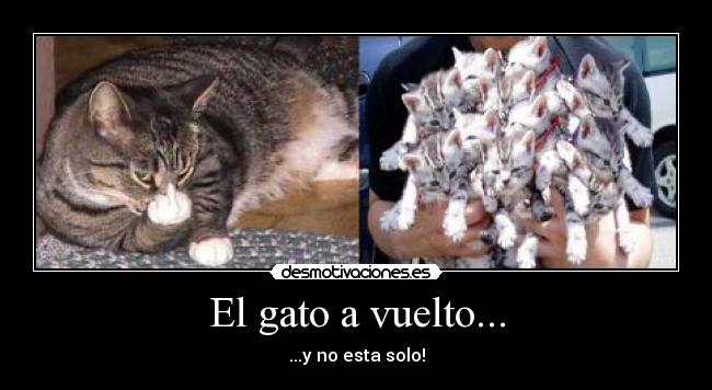 El gato a vuelto... - ...y no esta solo!