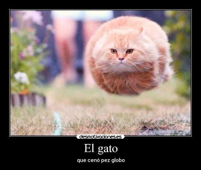 carteles gatospez globo desmotivaciones