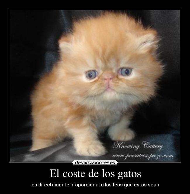 El coste de los gatos - 