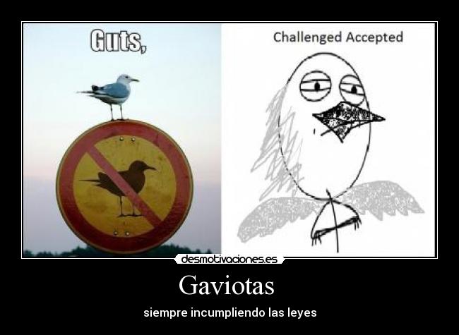 Gaviotas  - 