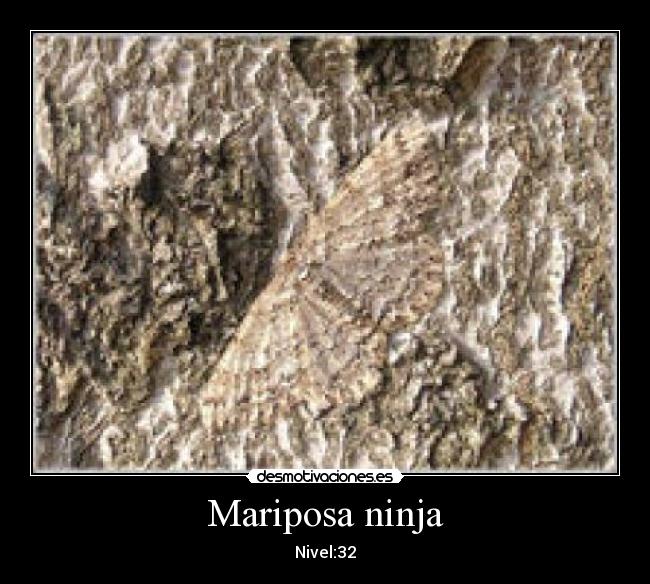 Mariposa ninja -