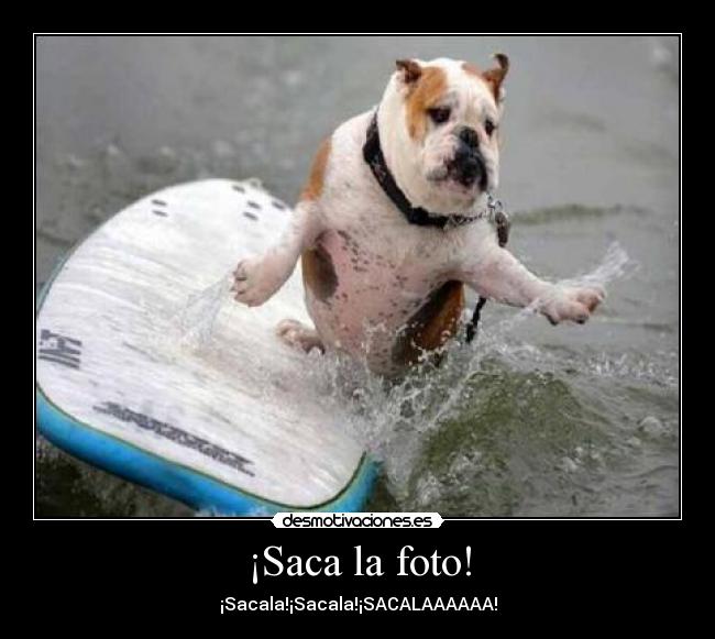 ¡Saca la foto! - ¡Sacala!¡Sacala!¡SACALAAAAAA!