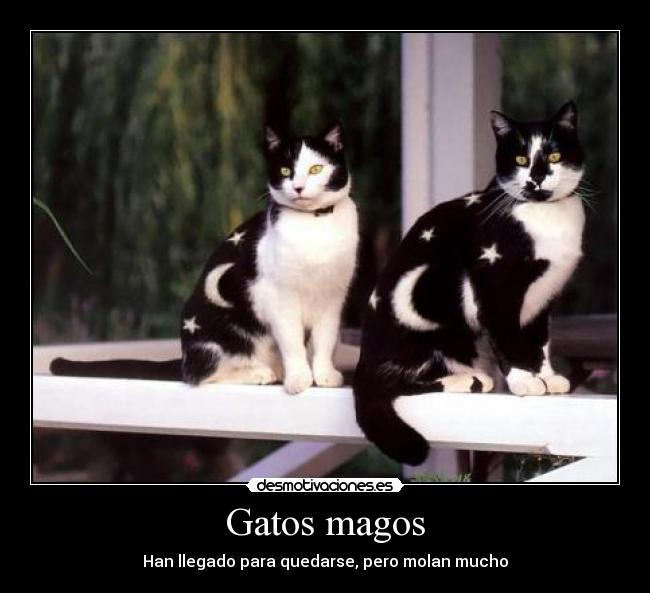 Gatos magos -