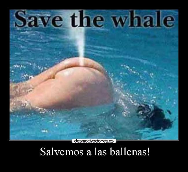 Salvemos a las ballenas! - 