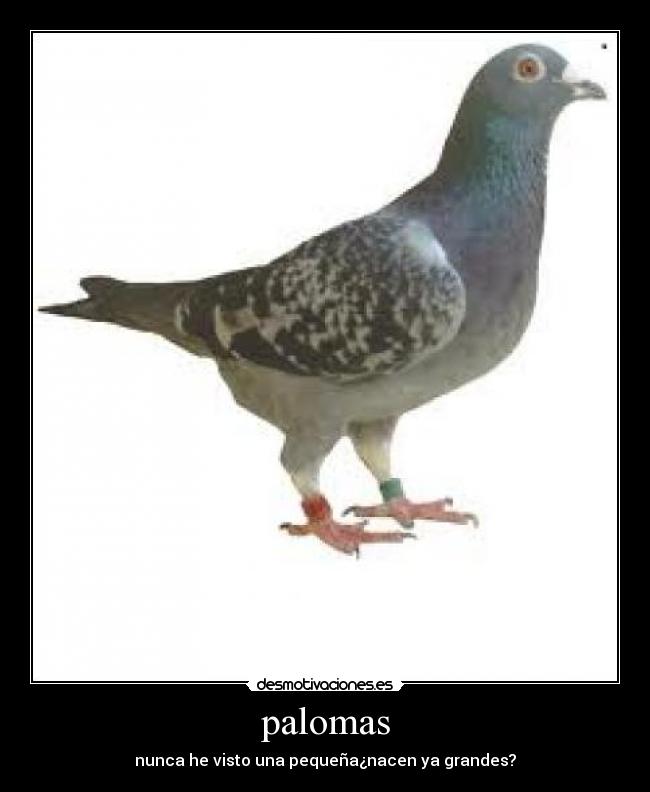 palomas -