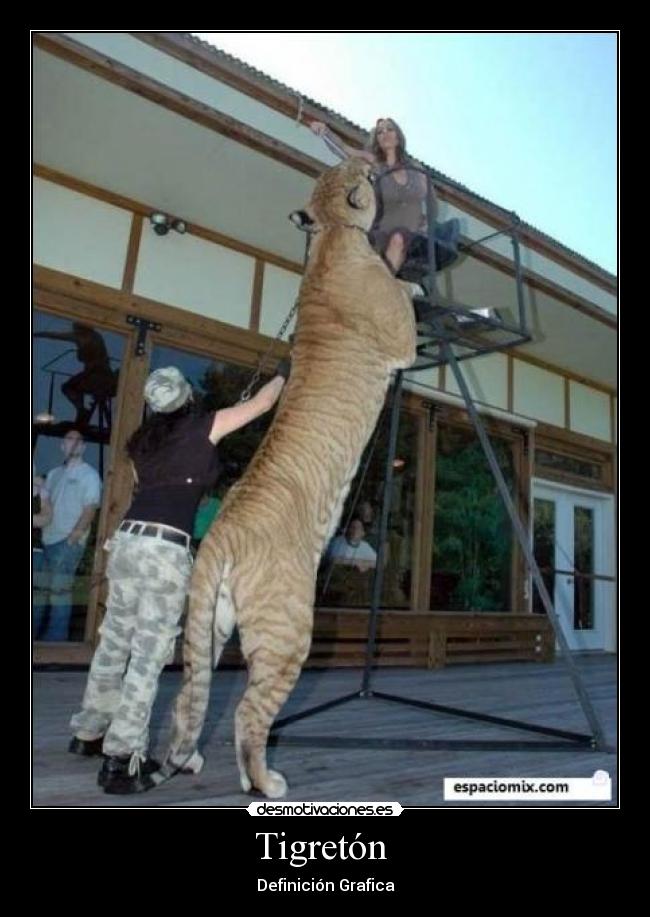Tigretón - Definición Grafica