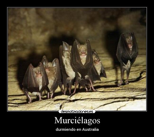 Murciélagos - durmiendo en Australia