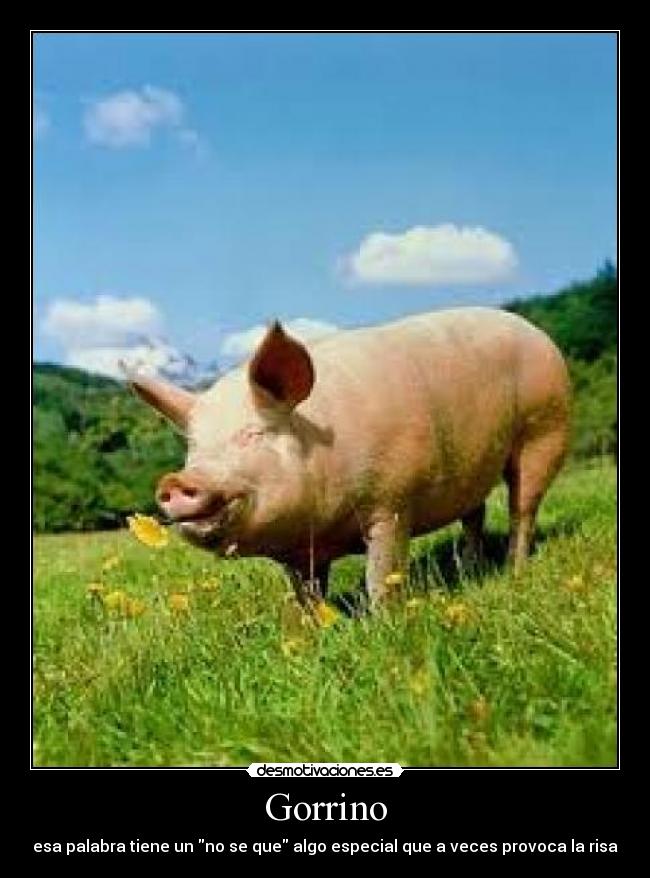 carteles gorrino desmotivaciones