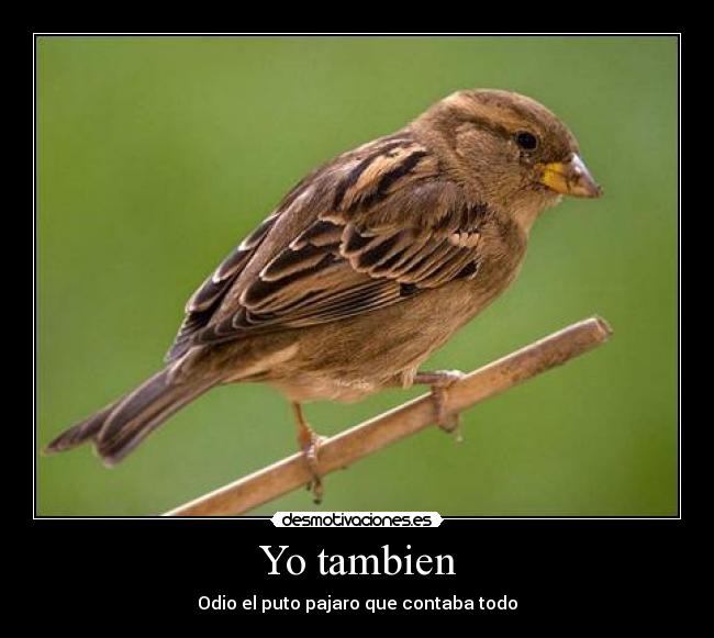 Yo tambien - 
