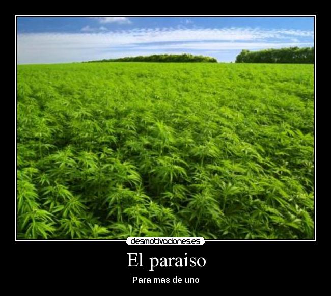 carteles marihuana paraiso paisaje desmotivaciones