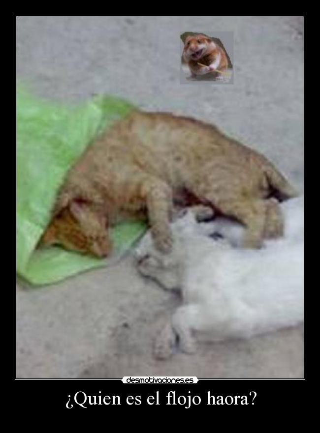 ¿Quien es el flojo haora? -