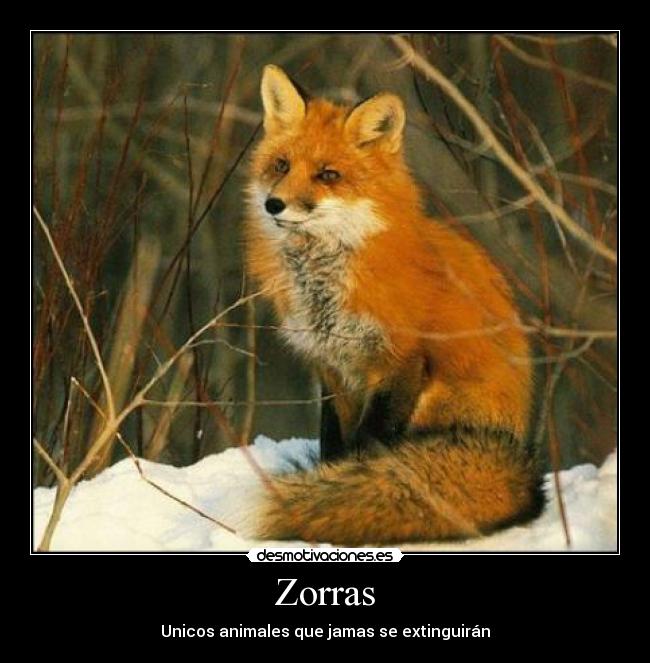Zorras -