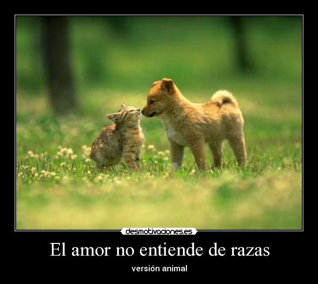El amor no entiende de razas -