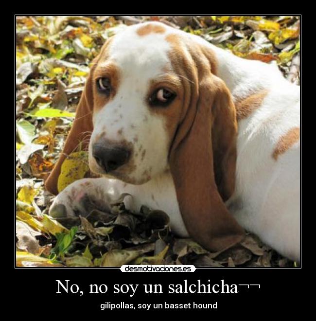 No, no soy un salchicha¬¬ - gilipollas, soy un basset hound