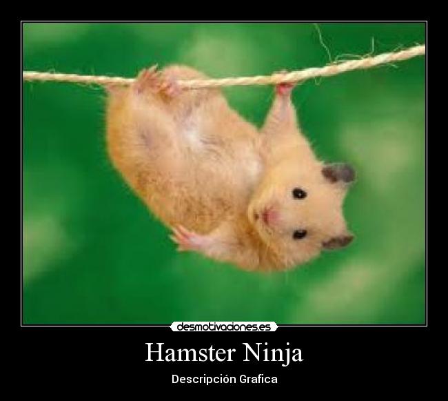 Hamster Ninja - Descripción Grafica