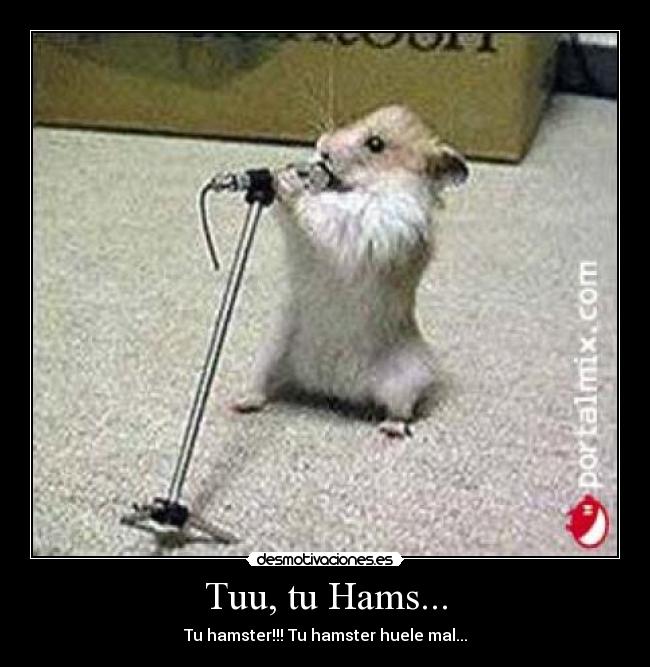 Tuu, tu Hams... - 